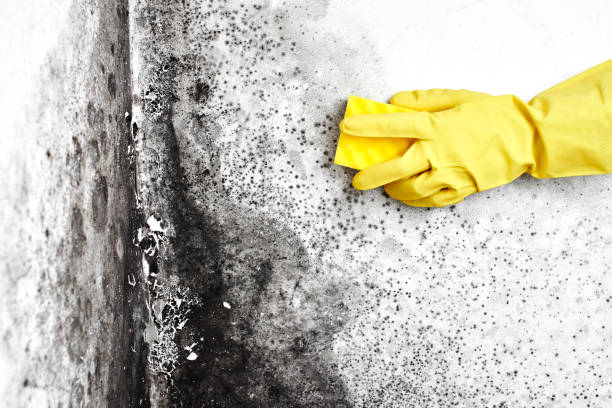 Best Affordable Mold Removal  in Coldwater, OH