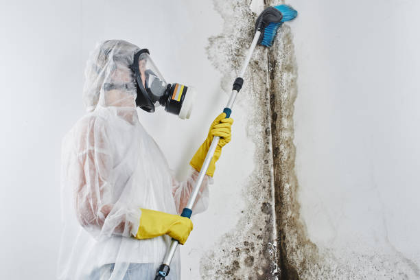 Best Attic Mold Removal  in Coldwater, OH