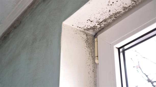 Best Certified Mold Removal  in Coldwater, OH