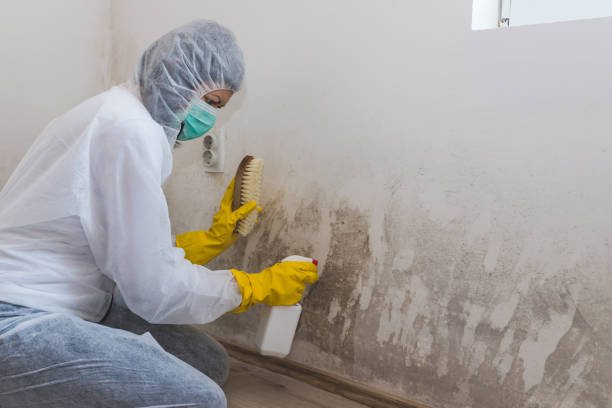 Best Mold Damage Repair  in Coldwater, OH