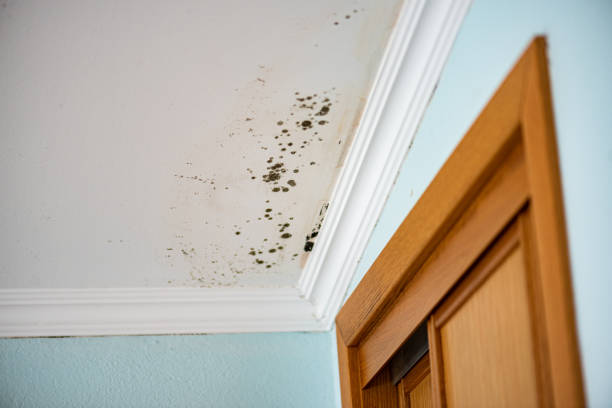 Mold Testing and Removal in Coldwater, OH