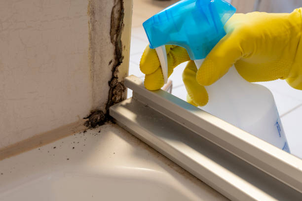 Best Residential Mold Removal  in Coldwater, OH