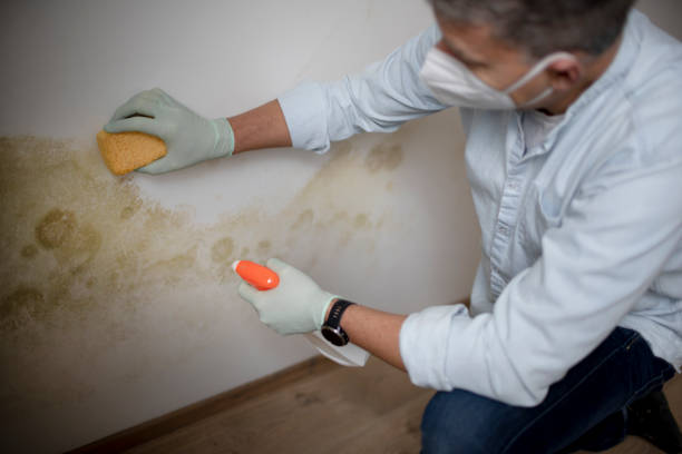 Best Local Mold Removal Service  in Coldwater, OH