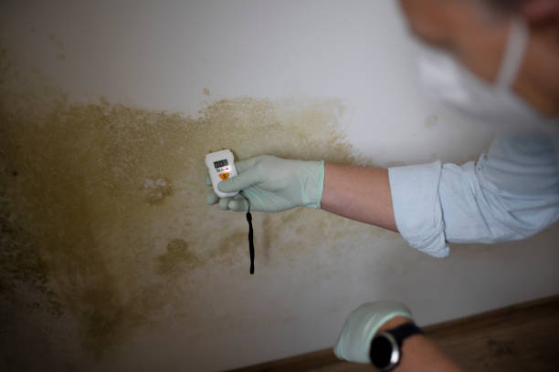 Best Professional Mold Removal  in Coldwater, OH