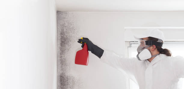 Best Mold Remediation  in Coldwater, OH