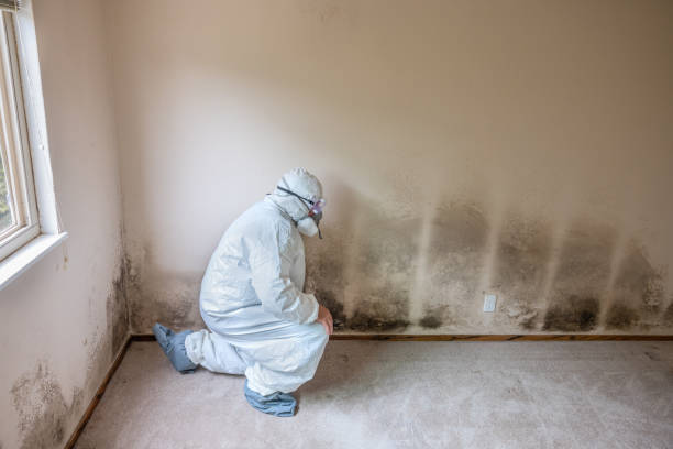 Mold Removal Process in Coldwater, OH