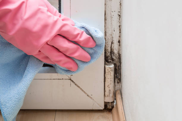 Best Local Mold Removal Service  in Coldwater, OH