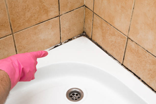 Best Emergency Mold Removal  in Coldwater, OH